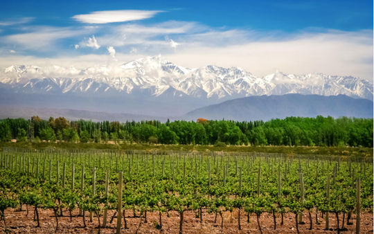 Argentina produces some of the best wines in the world and tourists can take tours of the country's main wineries. (Photo via pawopa3336 / iStock / Getty Images Plus).