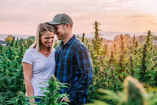 couple, cannabis, field, farm, hemp, marijuana, CBD oil